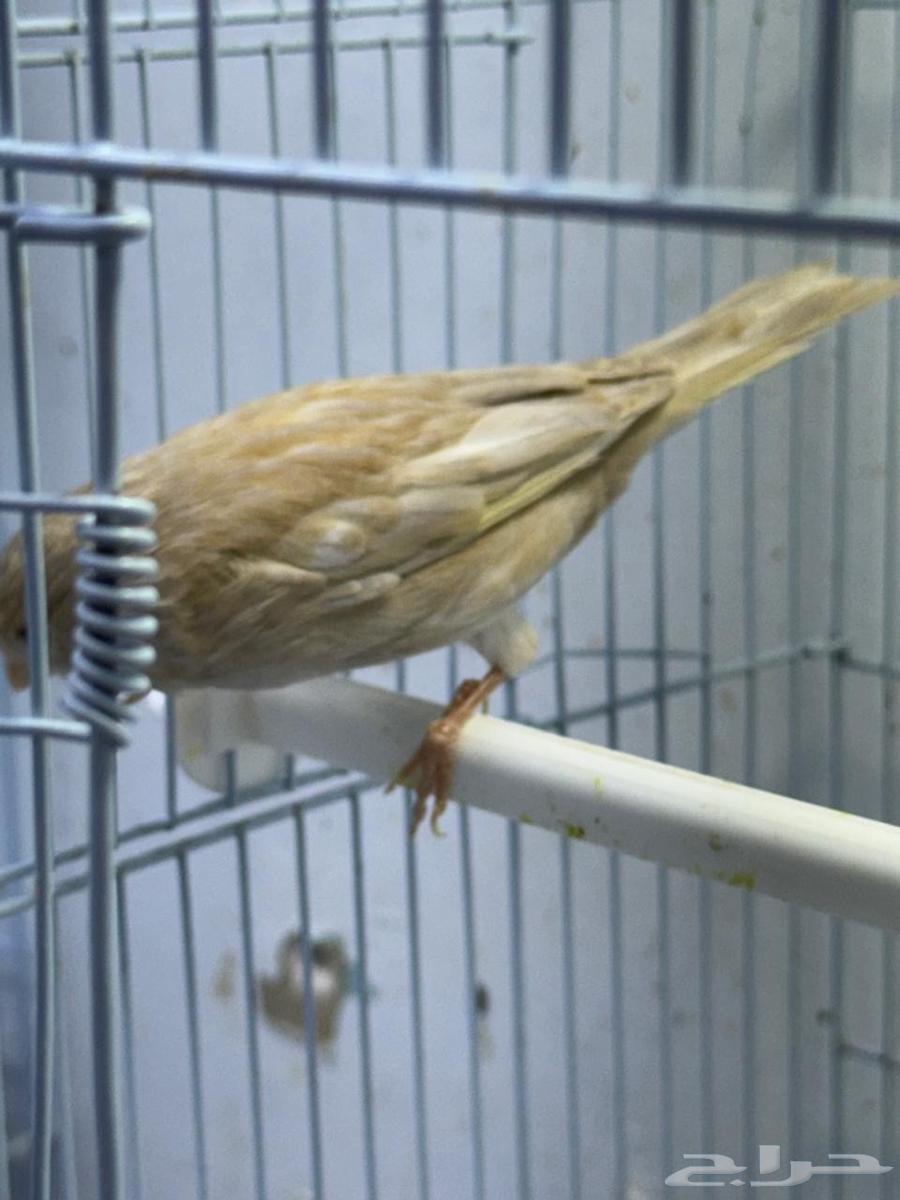 ذكور كناري جاسب للبيع عدد 264487622672259112