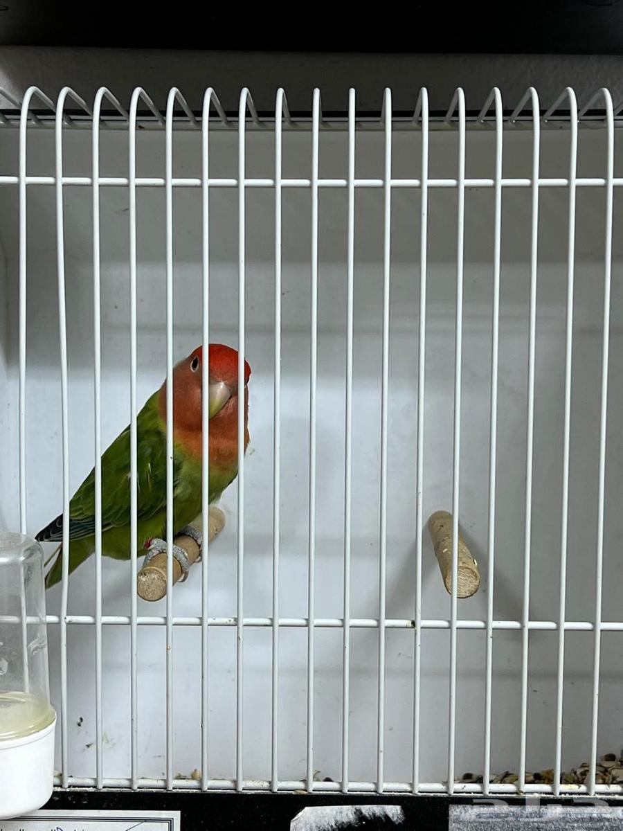 Rose64489820615939110