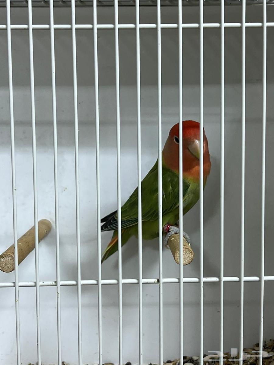 Rose64489820615939114