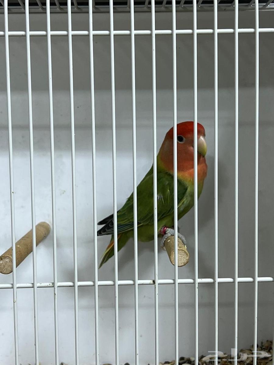 Rose64489820615939113