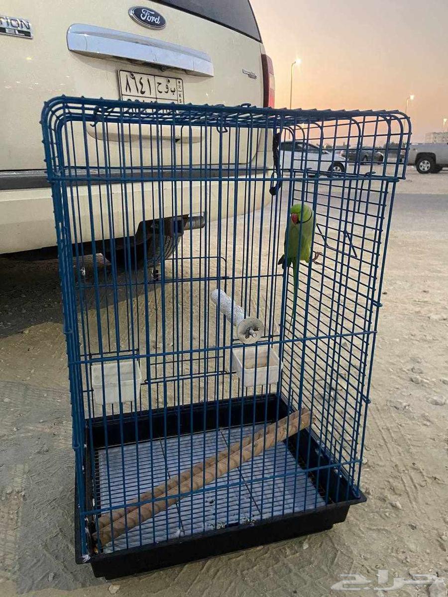 دره ذكر اليف. (( تم البيع. ))64486771655170111