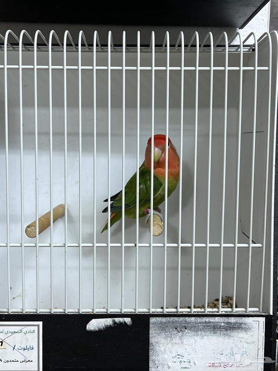 Rose64489820615939112