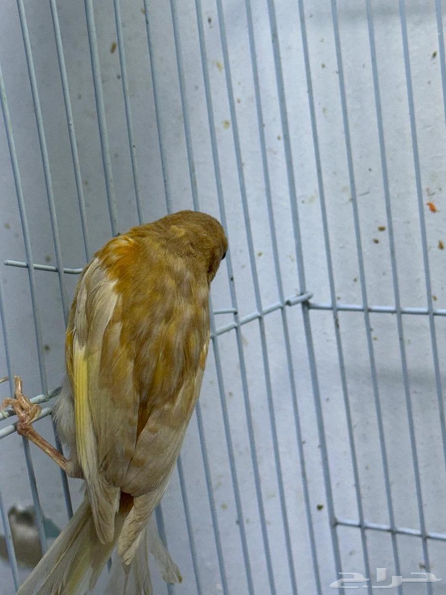 ذكور كناري جاسب للبيع عدد 264487622672259114