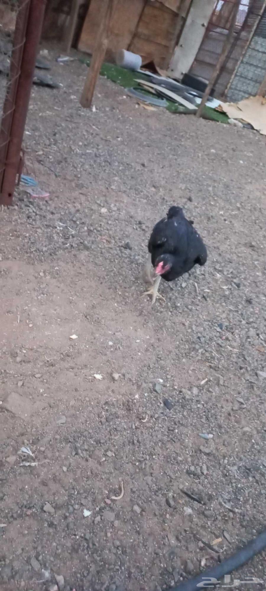 Pakistani chicken.64500909260417110