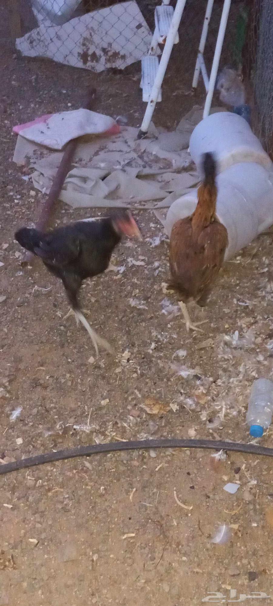 Pakistani chicken.64500909260417112