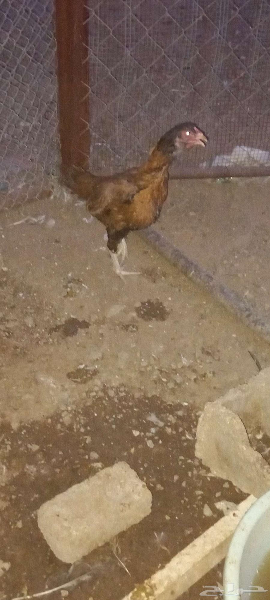 Pakistani chicken.64500909260417113