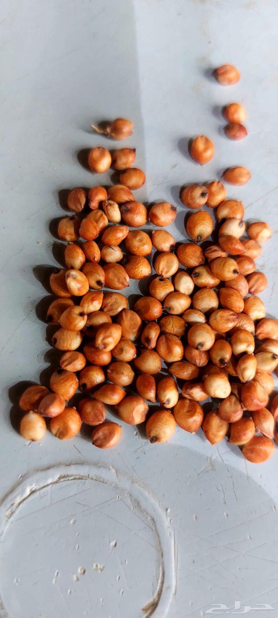 حب بلدي زعر64500811779970110