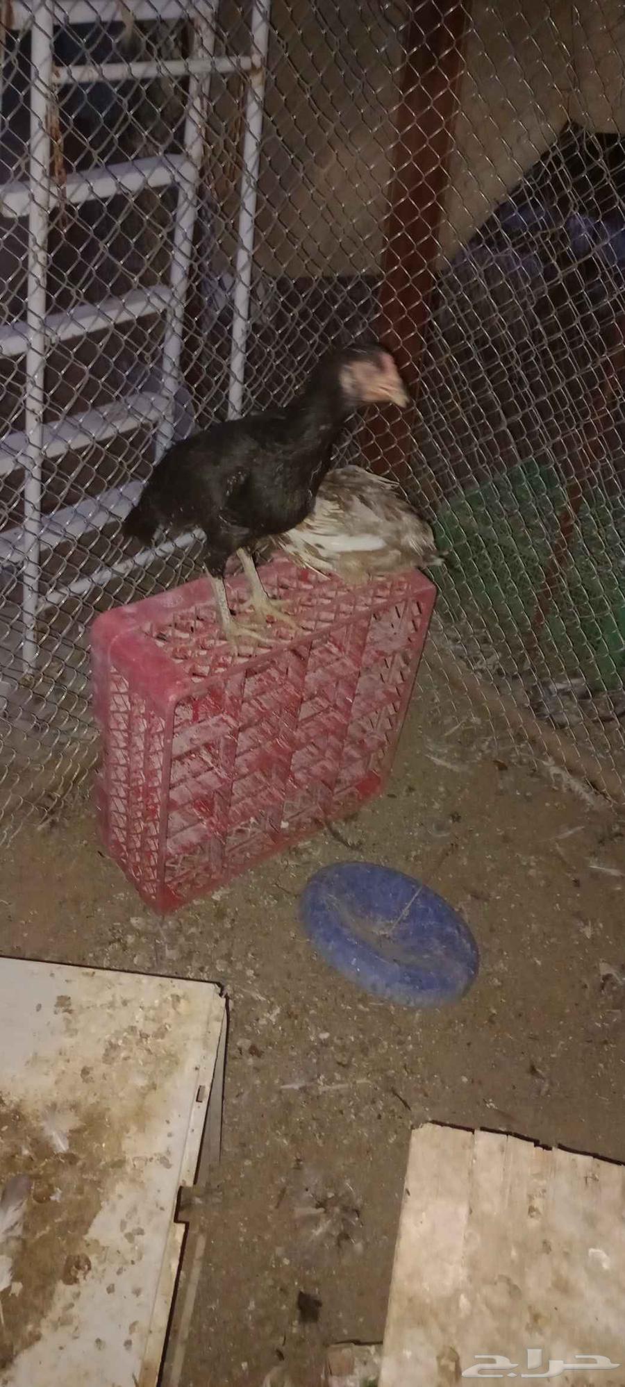 Pakistani chicken.64500909260417114