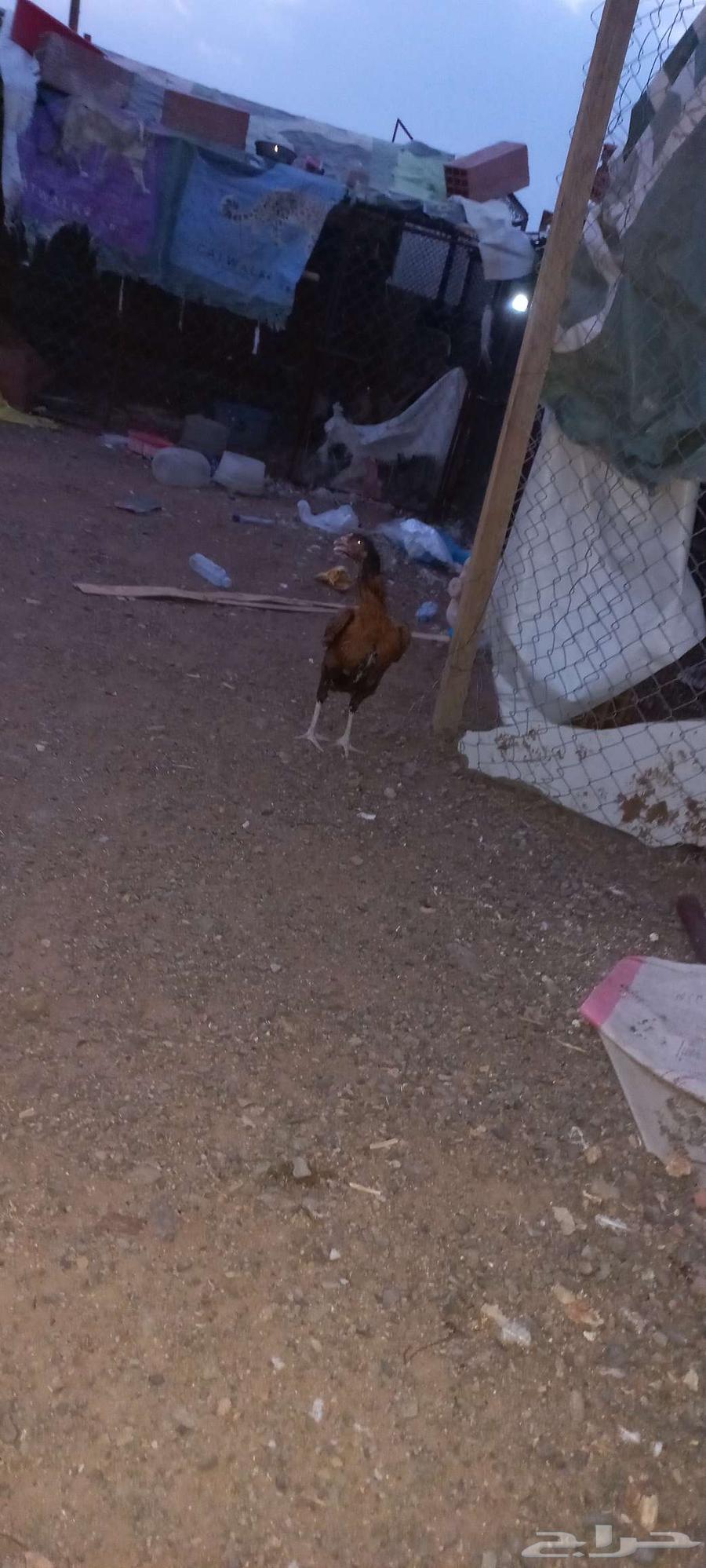 Pakistani chicken.64500909260417111