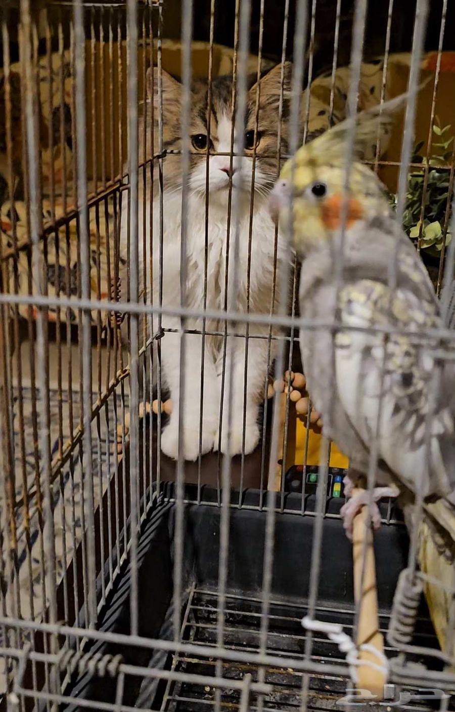 Kroan Bird64498687689218111