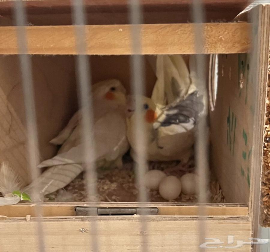 Crown walnut product with 3 chicks64498550334978111