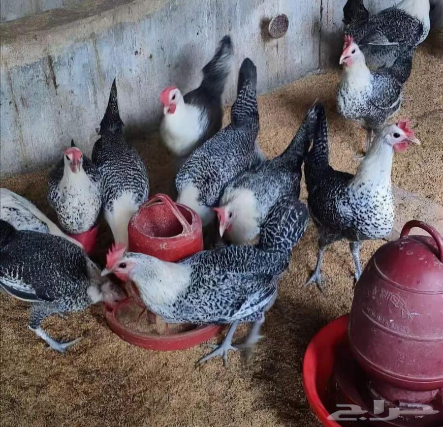 Fayoumi Chicken and Local Chicken, Price 3564497661976833110