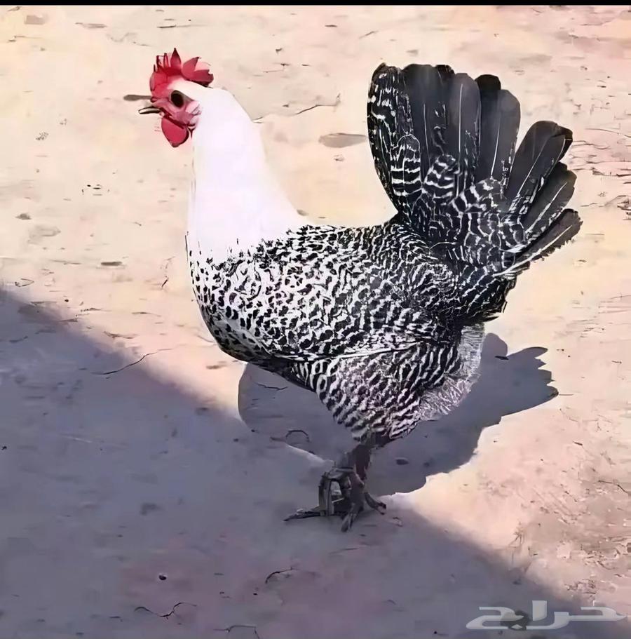 Fayoumi Chicken and Local Chicken, Price 3564497661976833111