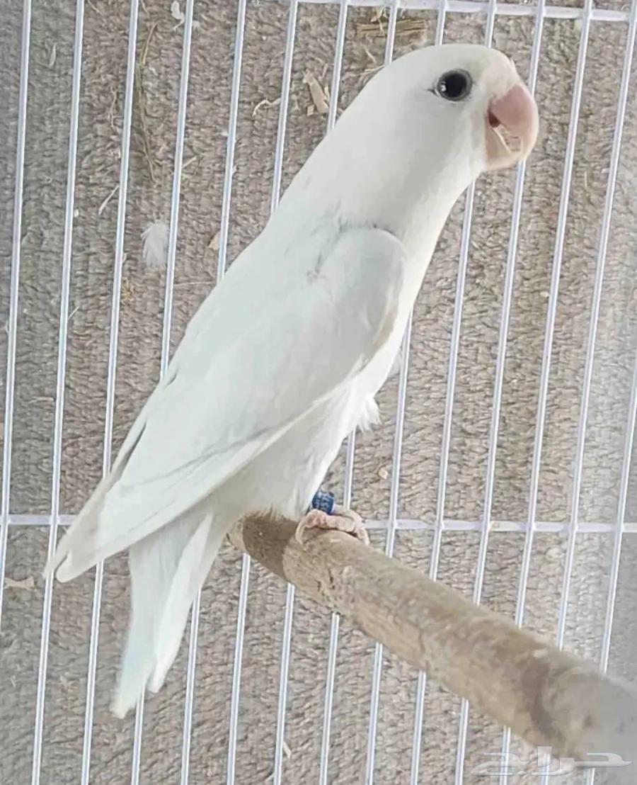 جوز روز للبيع64496296363649111