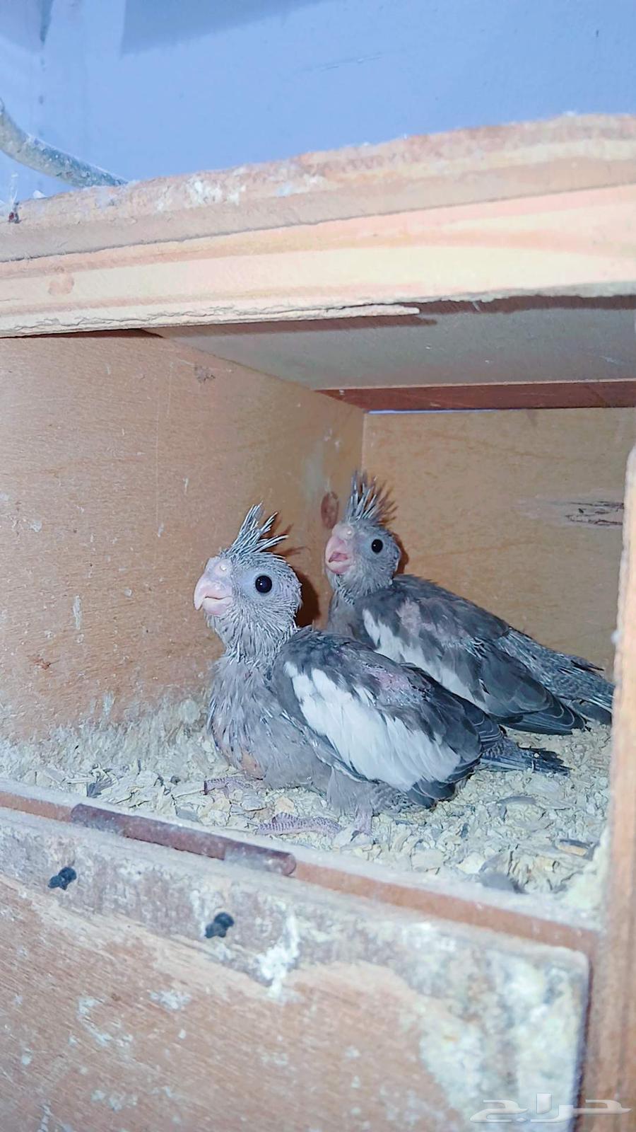 Farkhin Crowan for Ghur hobby64495447694467114