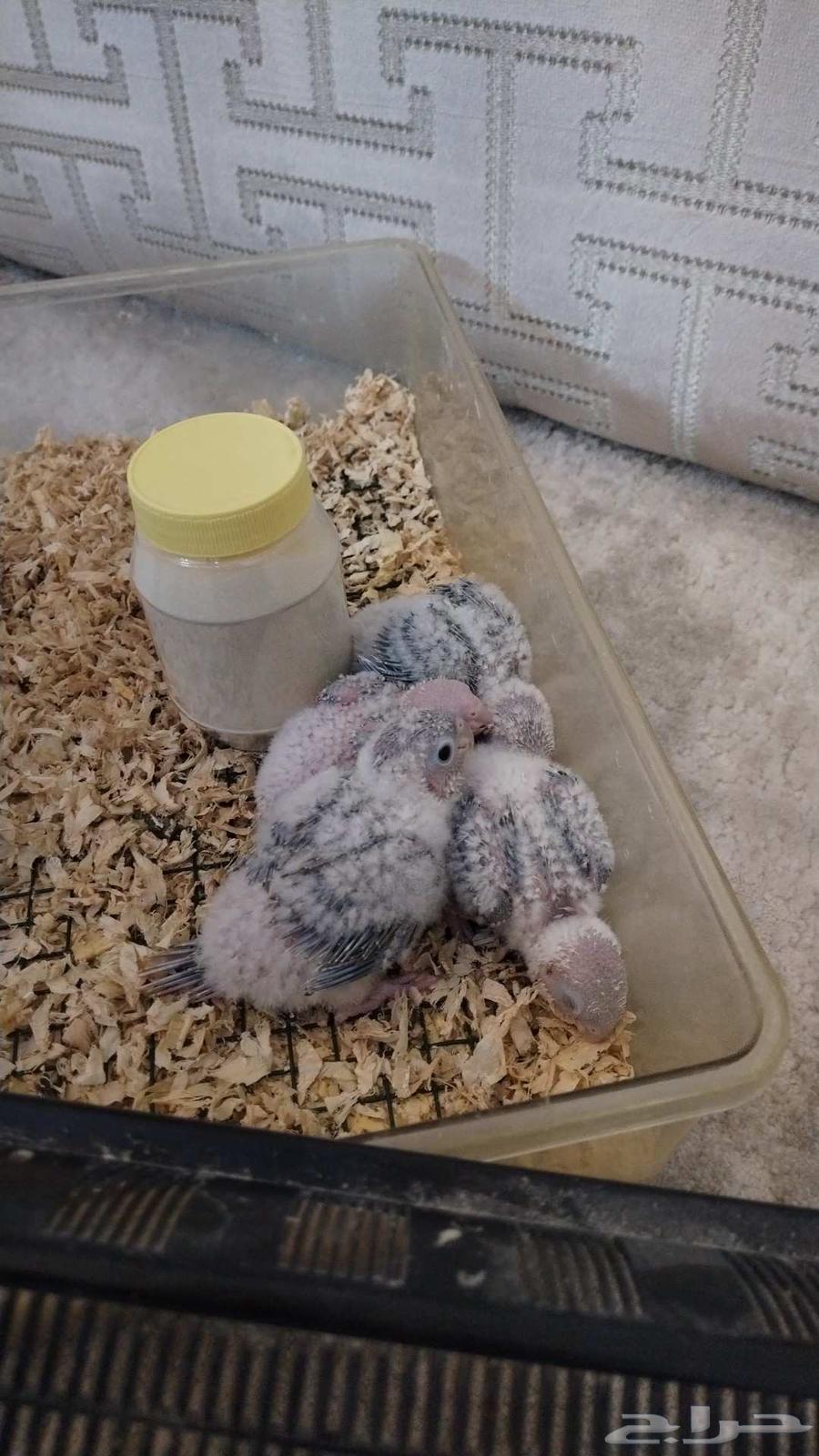 Pineapple Junior Chicks Descending from Premium Nuts64502473768962110