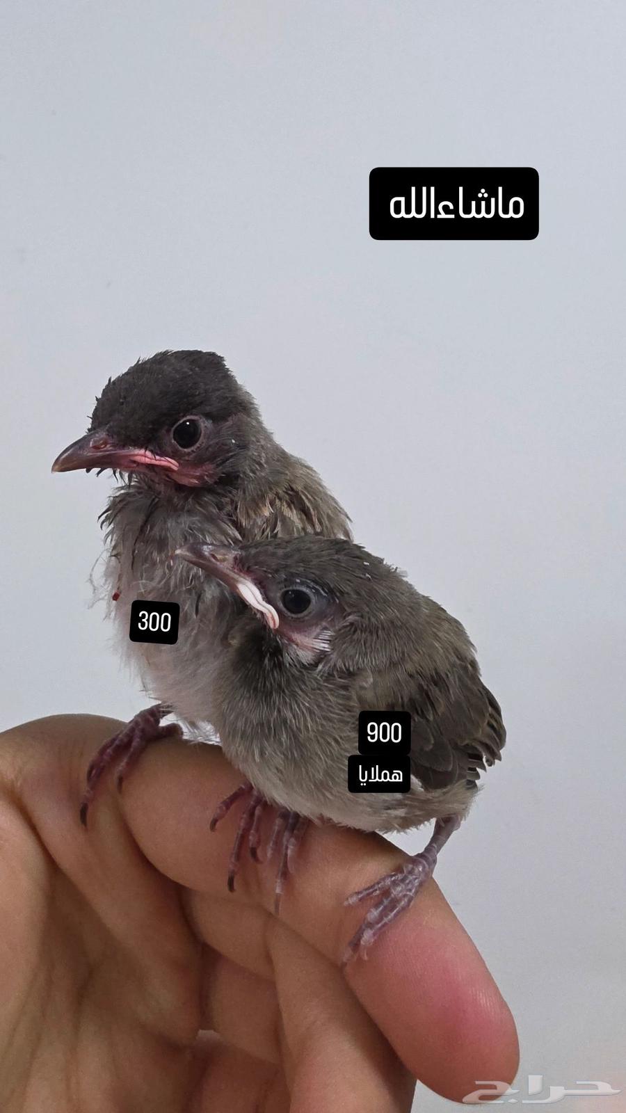 فروخ بلابل هملايا وحبه كشميري64456558249217110