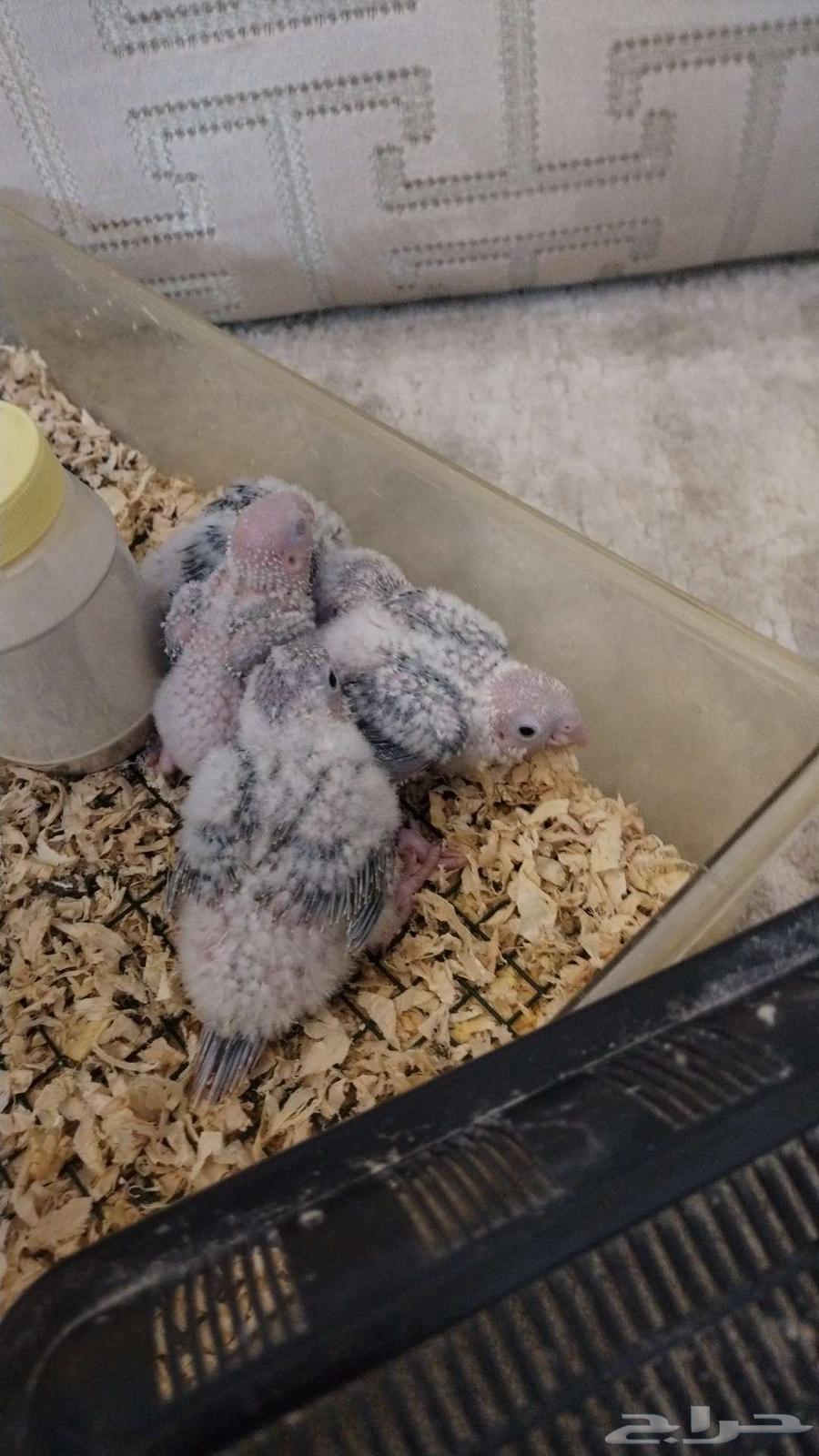 Pineapple Junior Chicks Descending from Premium Nuts64502473768962112