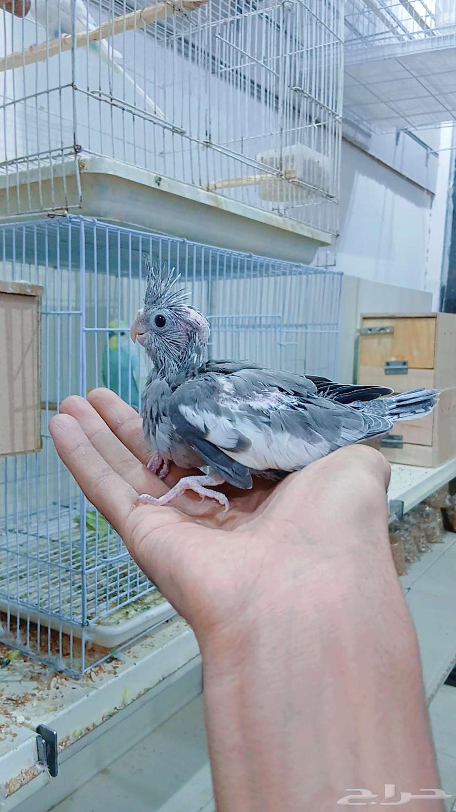 Farkhin Crowan for Ghur hobby64495447694467112