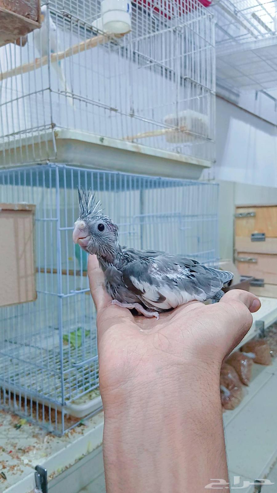 Farkhin Crowan for Ghur hobby64495447694467113