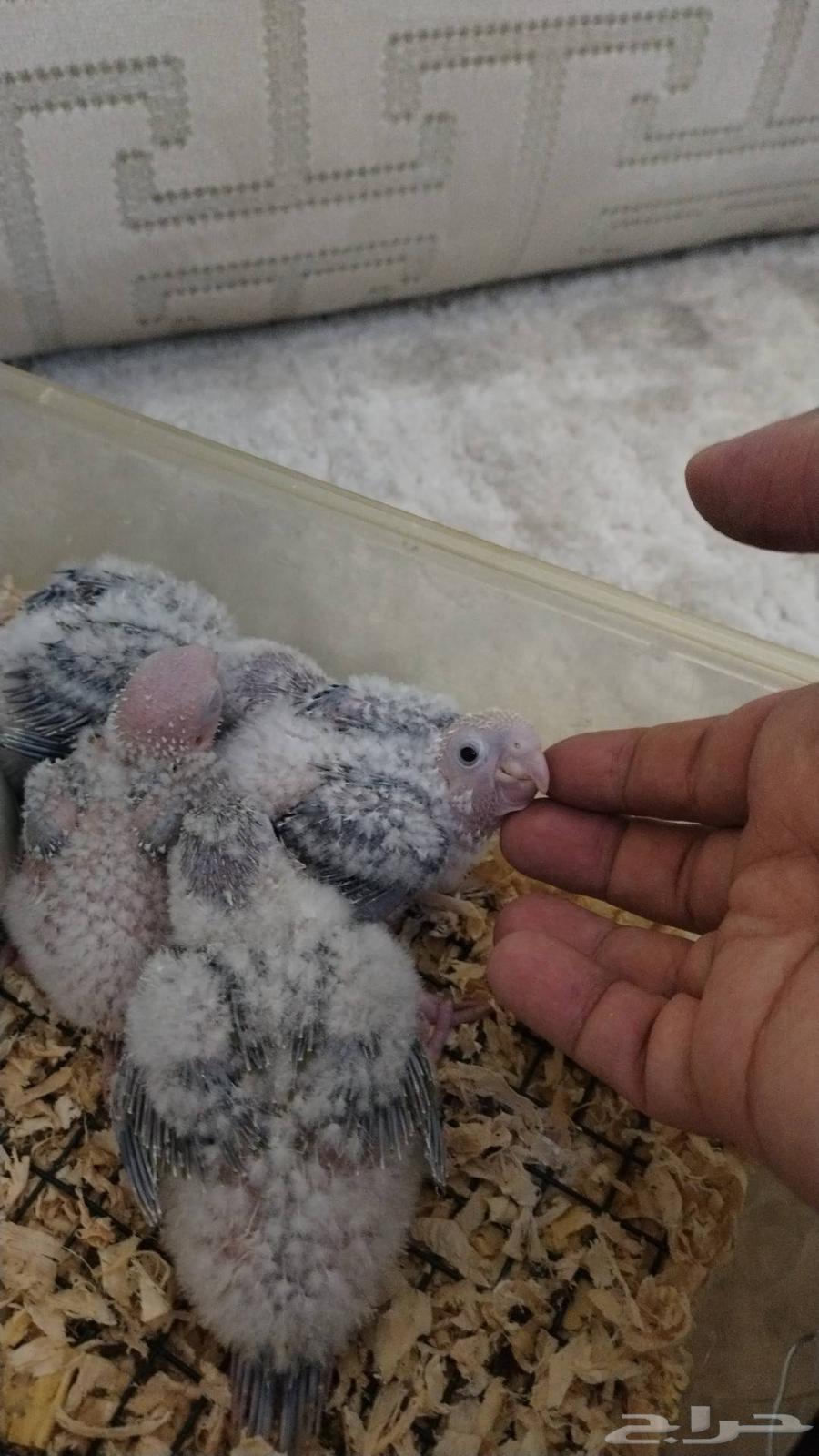 Pineapple Junior Chicks Descending from Premium Nuts64502473768962111