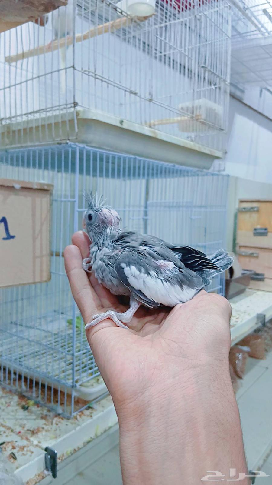 Farkhin Crowan for Ghur hobby64495447694467111