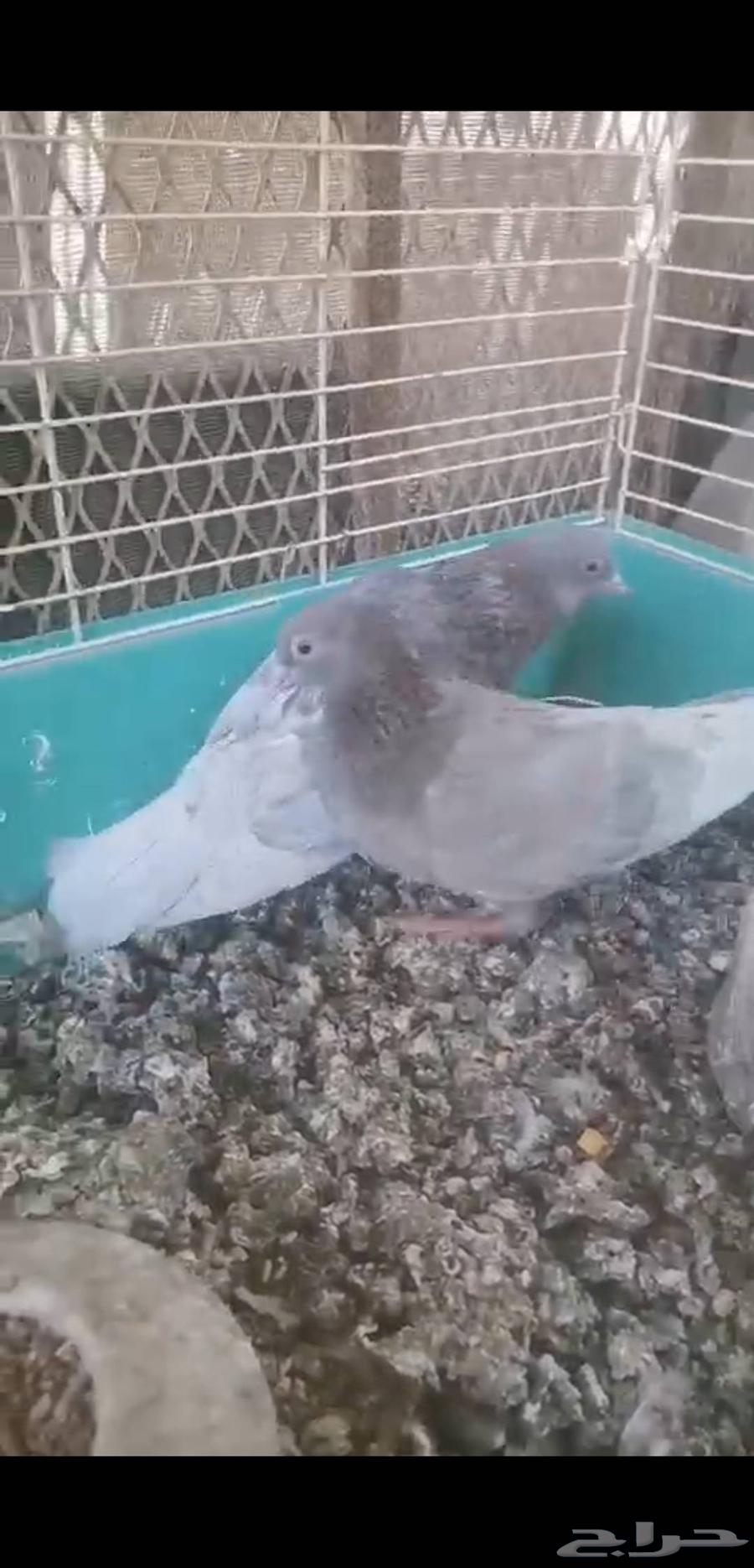 جوزين صنعاني توب حجم وصوت ومستوي64498007046915110