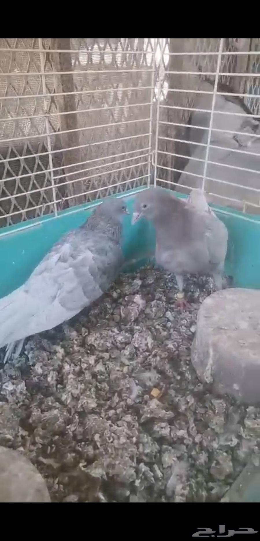 جوزين صنعاني توب حجم وصوت ومستوي64498007046915114