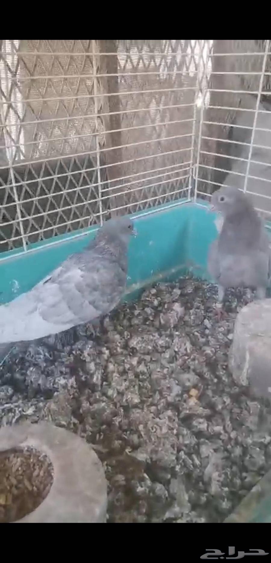 جوزين صنعاني توب حجم وصوت ومستوي64498007046915111