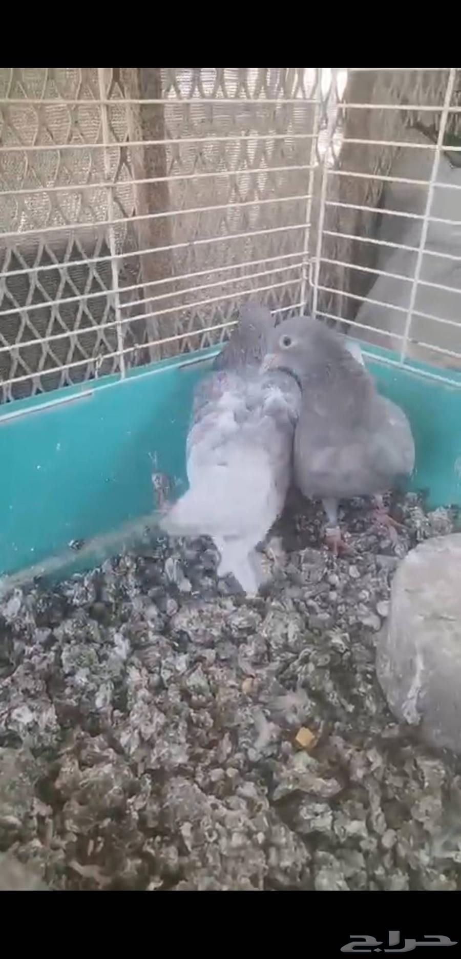 جوزين صنعاني توب حجم وصوت ومستوي64498007046915113