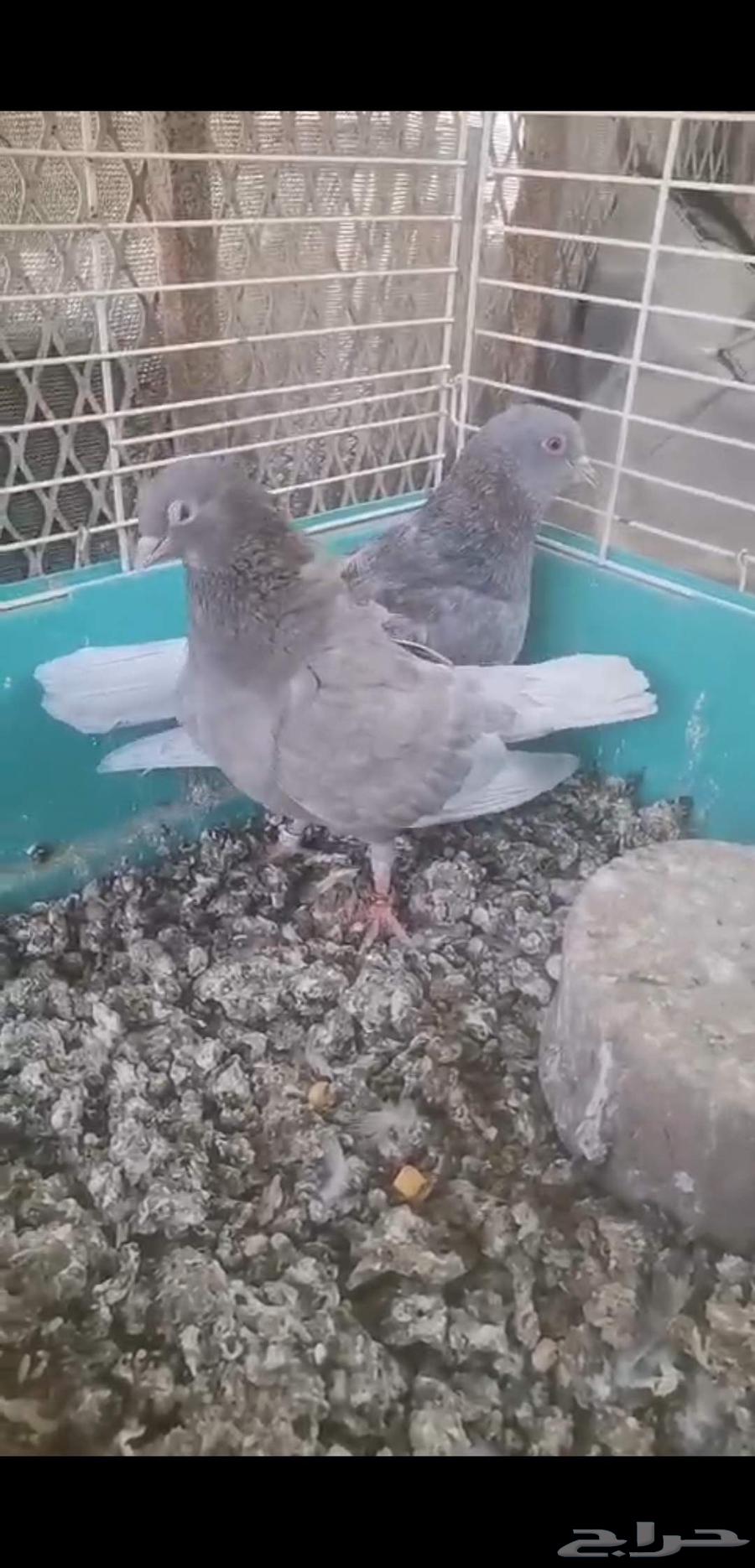 جوزين صنعاني توب حجم وصوت ومستوي64498007046915112