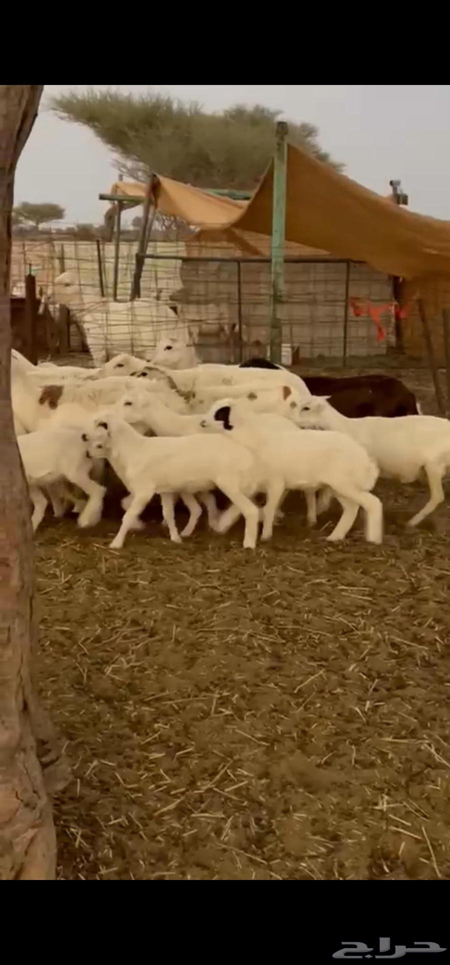 Ram, ewes, and their ram are healthy64502790057986112
