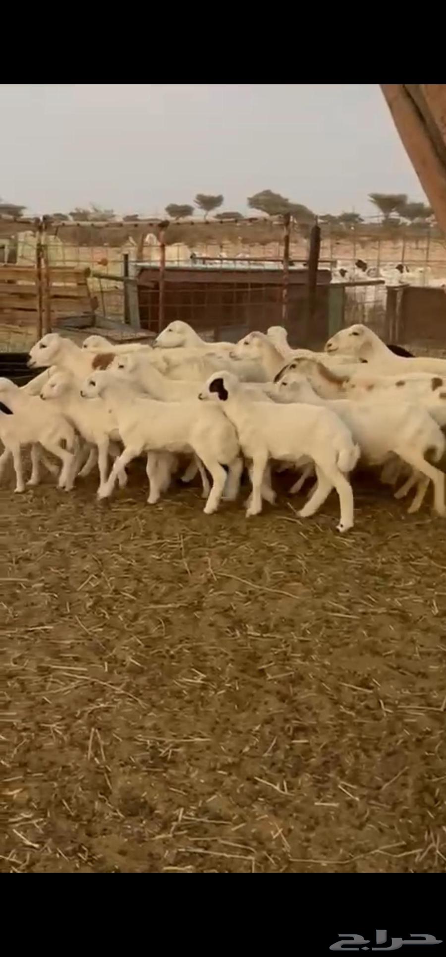 Ram, ewes, and their ram are healthy64502790057986111