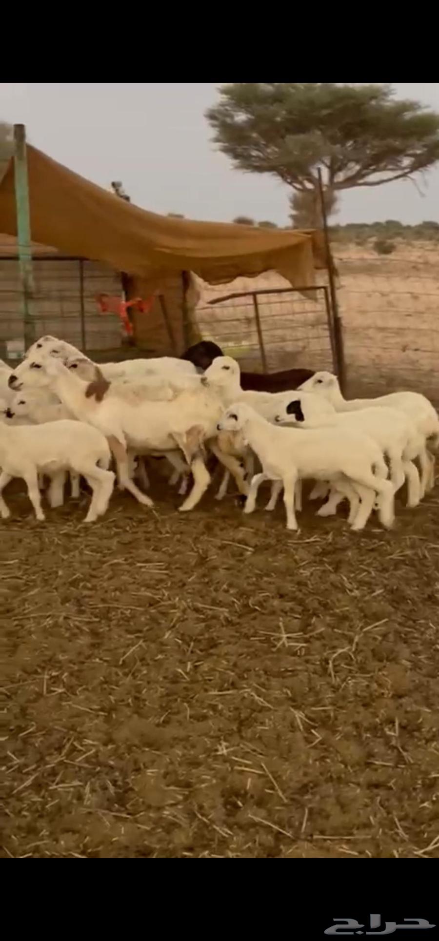 Ram, ewes, and their ram are healthy64502790057986113