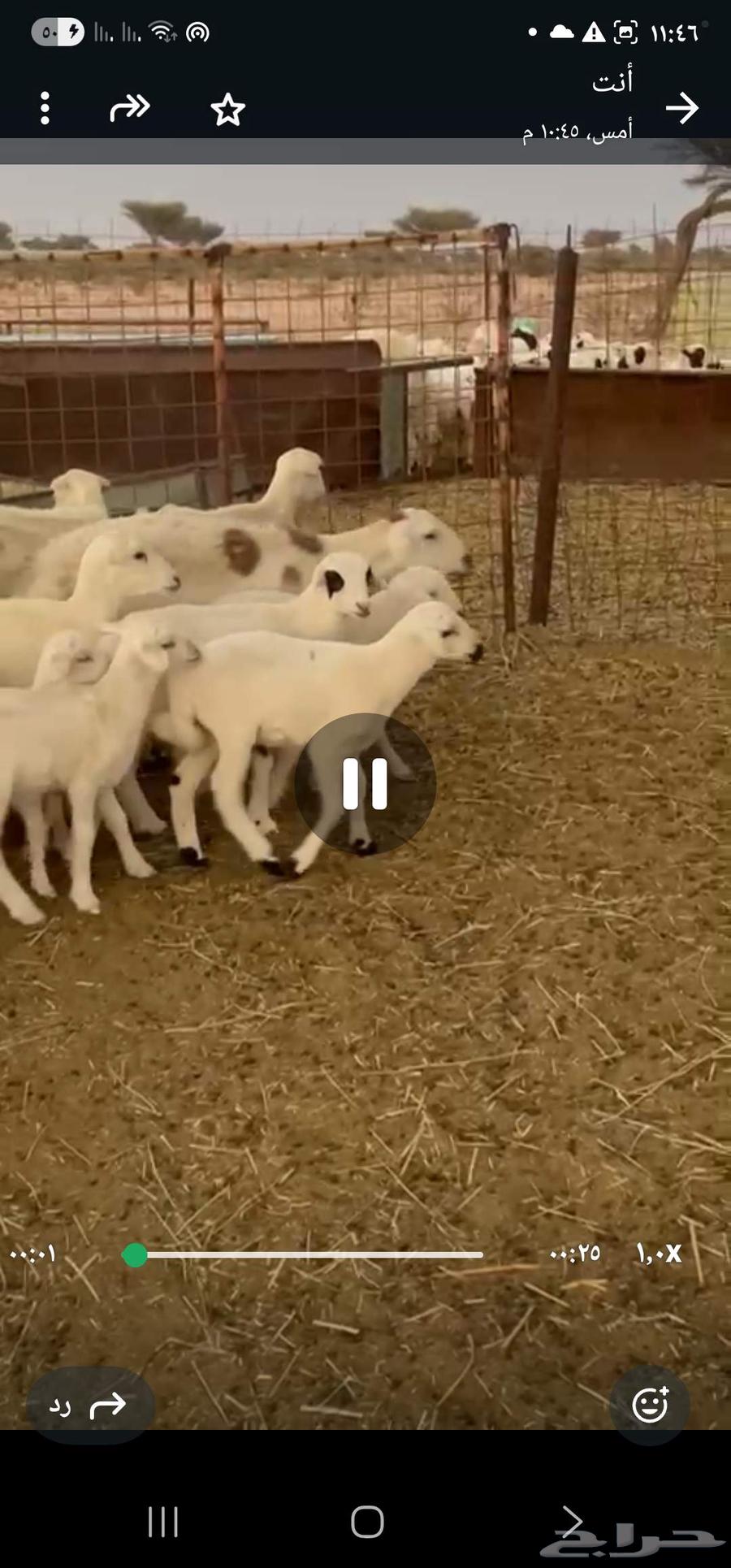 Ram, ewes, and their ram are healthy64502790057986110