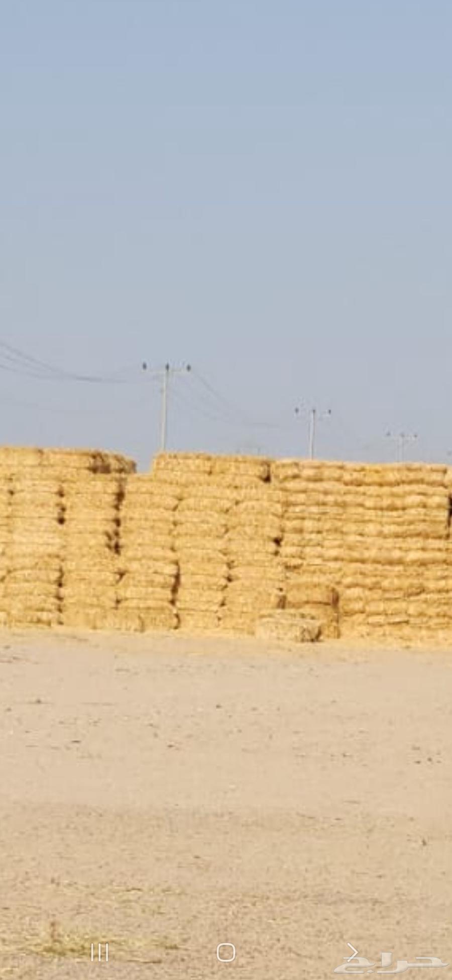 Wheat straw, good fragrance, Al-Banah Jandir64497413518595110