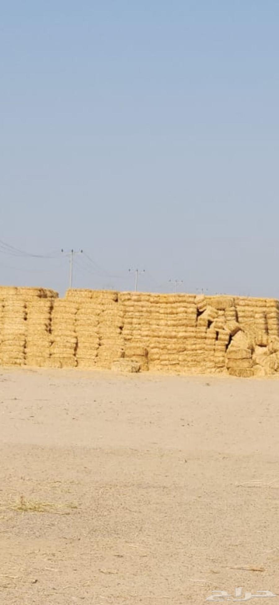 Wheat straw, good fragrance, Al-Banah Jandir64497413518595111