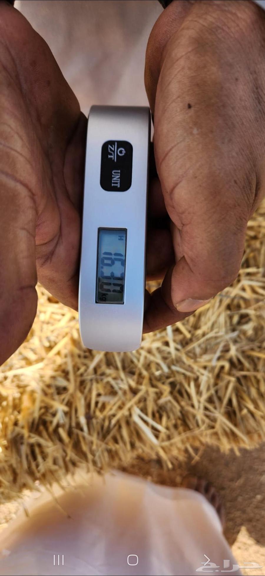 Wheat straw, good fragrance, Al-Banah Jandir64497413518595112