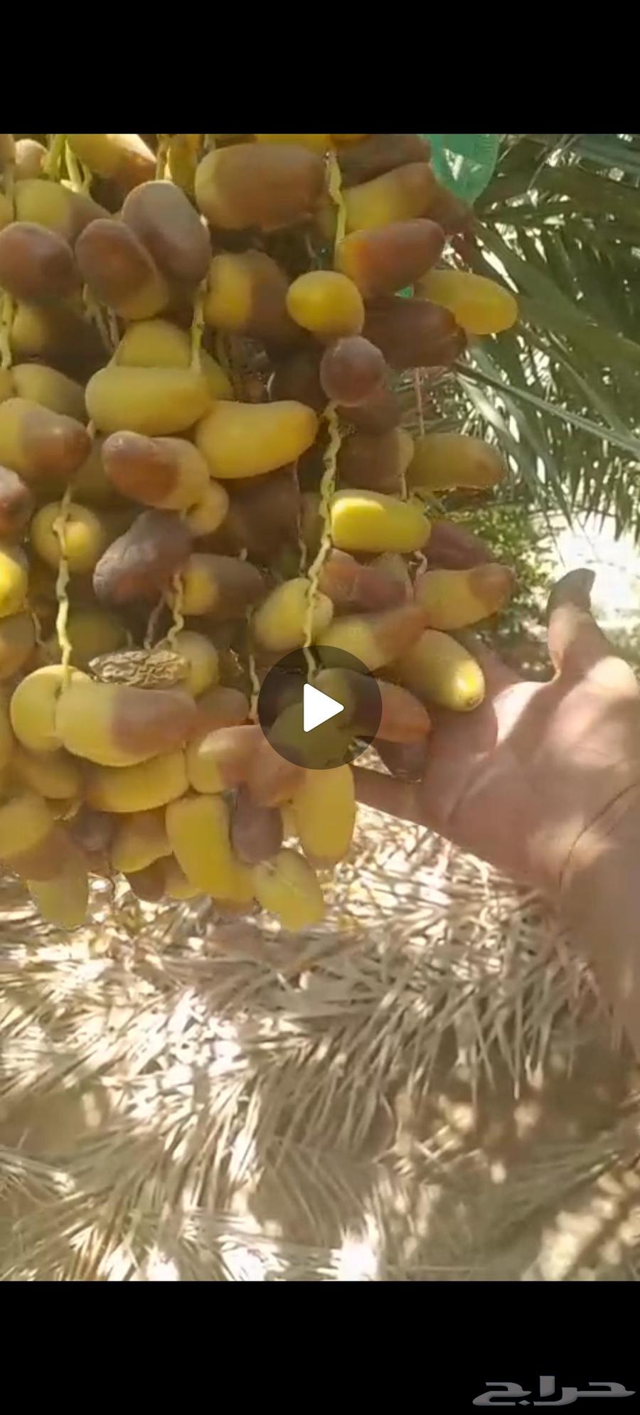 صنوات برني للبيع الموقع ينبع النخل قرية الجابريه64500853699971111