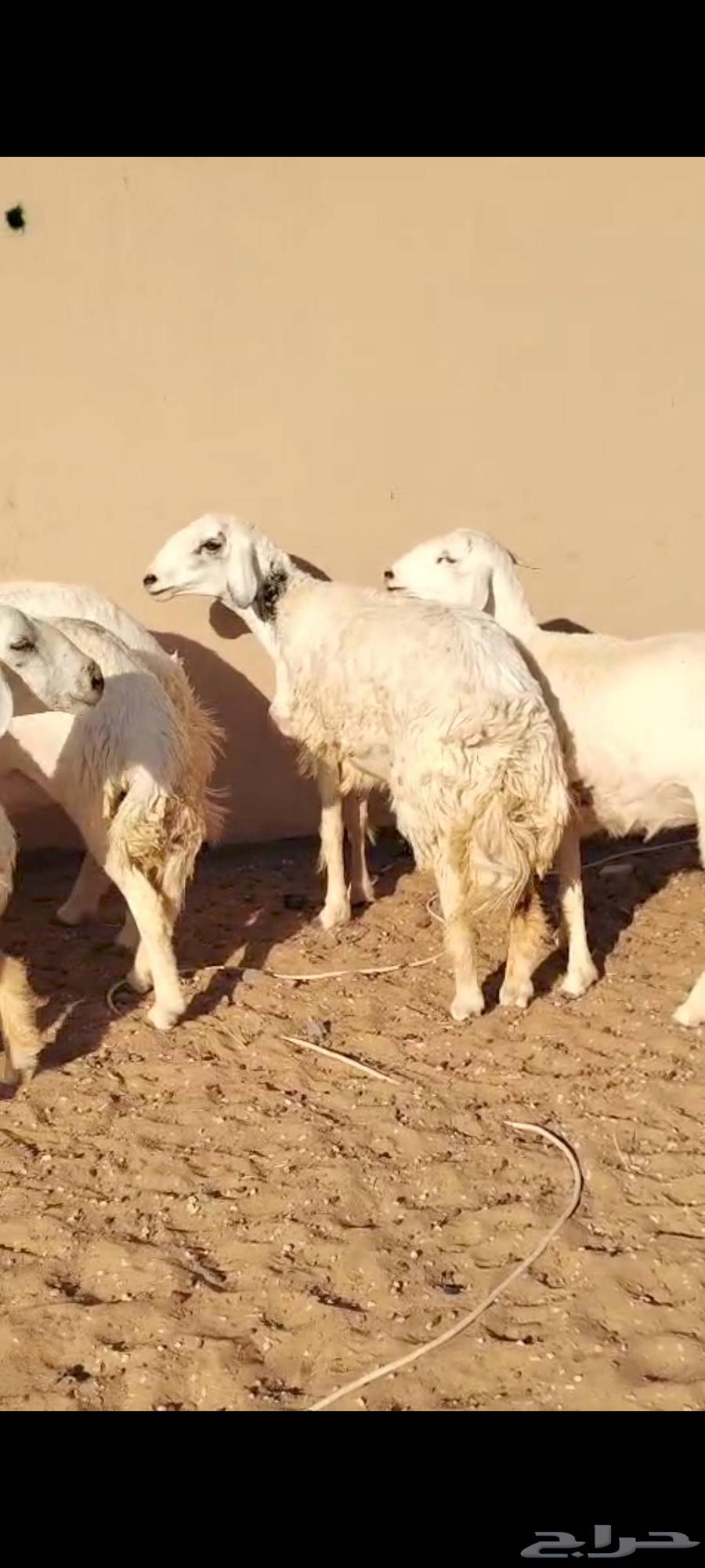 For sale, 7 free-range sheep, young and medium-aged64499381622017110