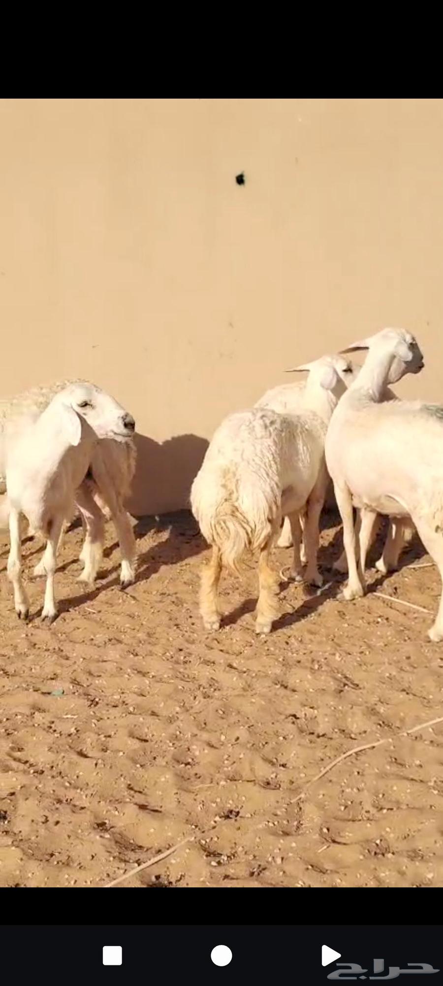 For sale, 7 free-range sheep, young and medium-aged64499381622017112