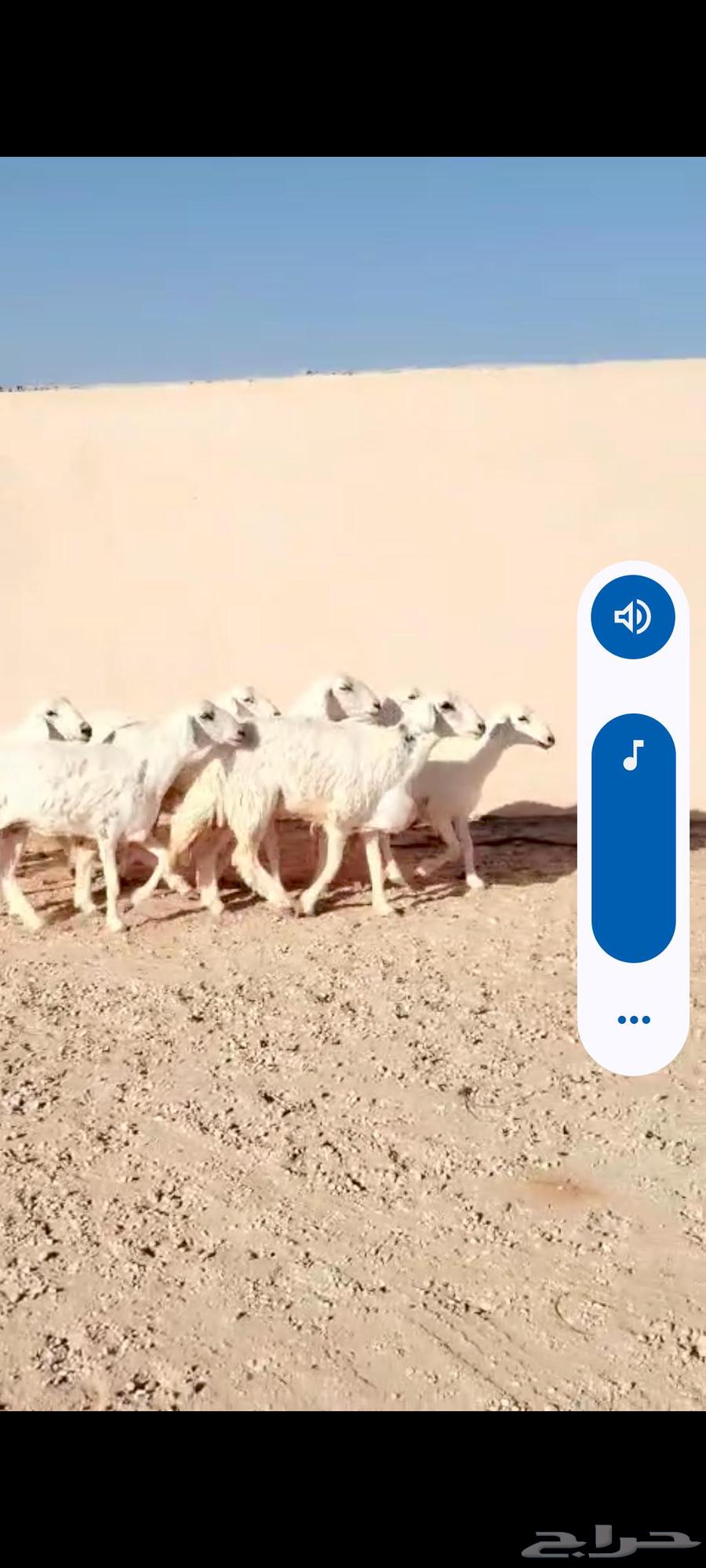 For sale, 7 free-range sheep, young and medium-aged64499381622017113