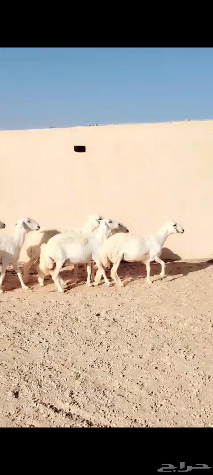 For sale, 7 free-range sheep, young and medium-aged64499381622017114