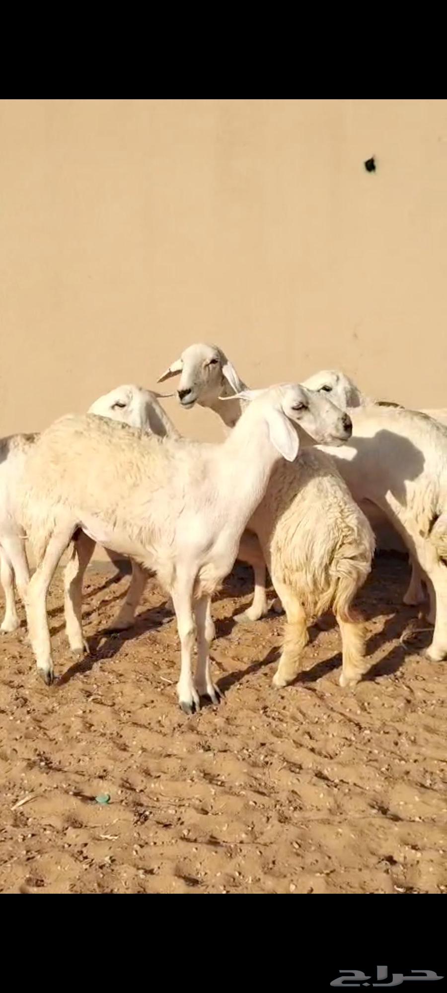 For sale, 7 free-range sheep, young and medium-aged64499381622017111