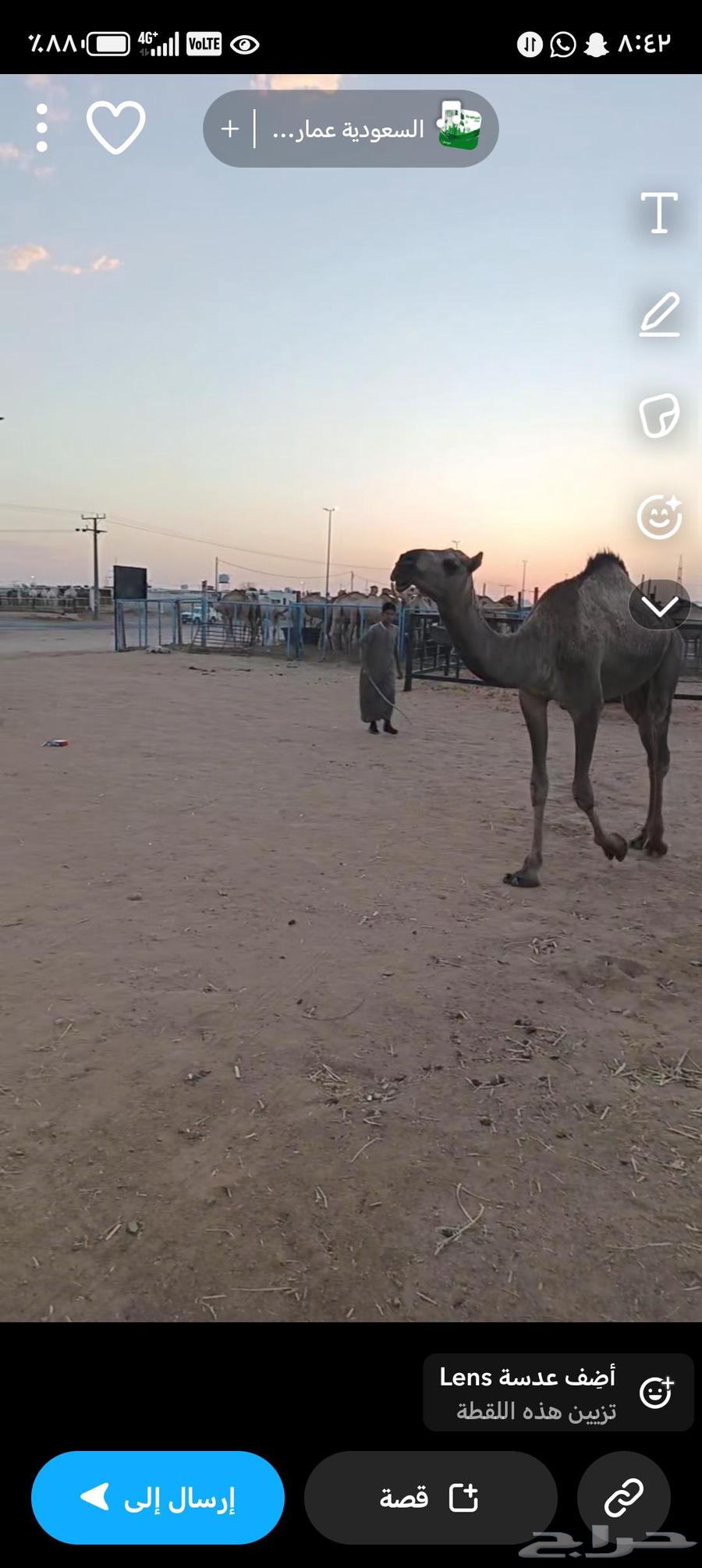 بكره صفراء مفرود التواصل عن طريق الجوال64492393620099110