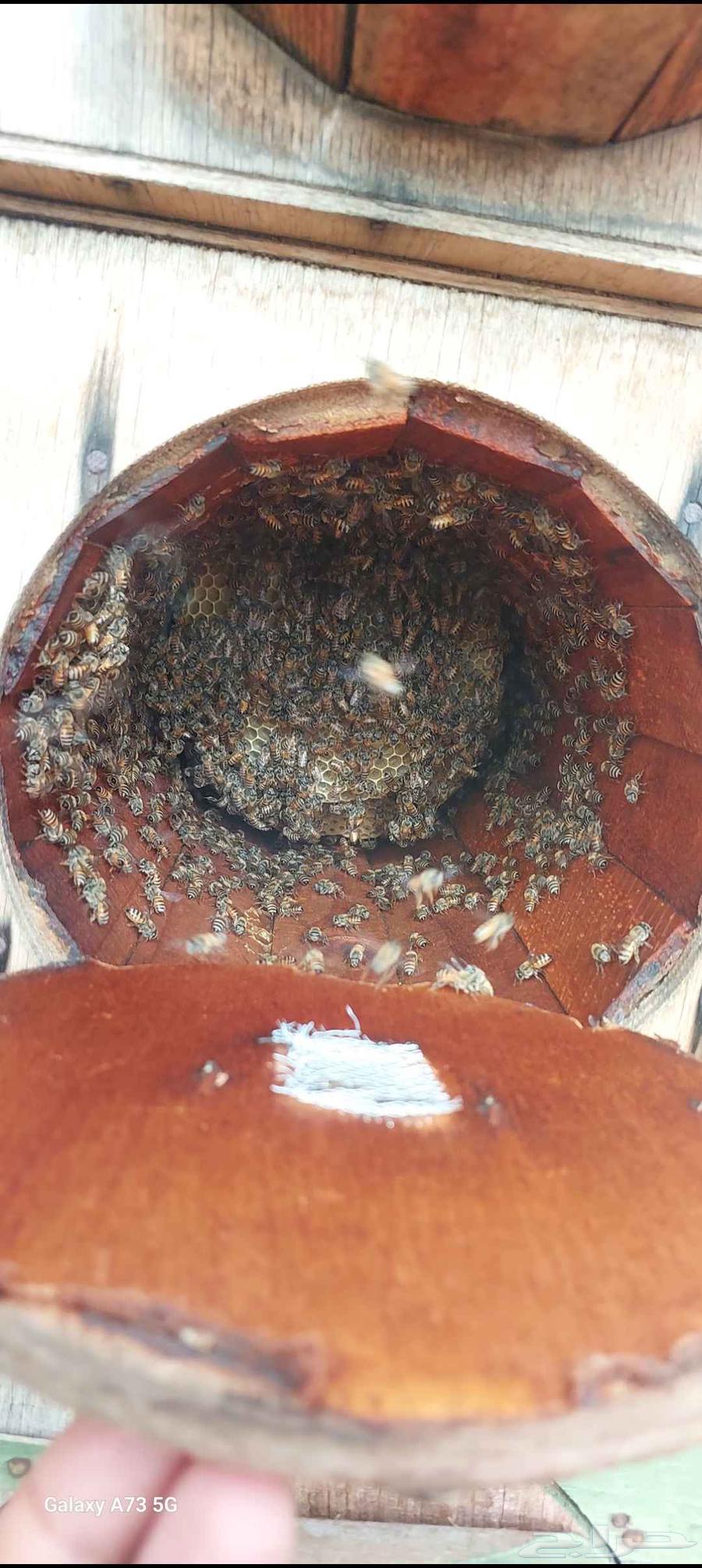 نحل بلدي للبيع64498550342018111