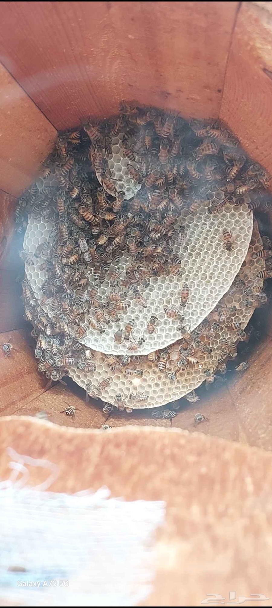 نحل بلدي للبيع64498550342018110