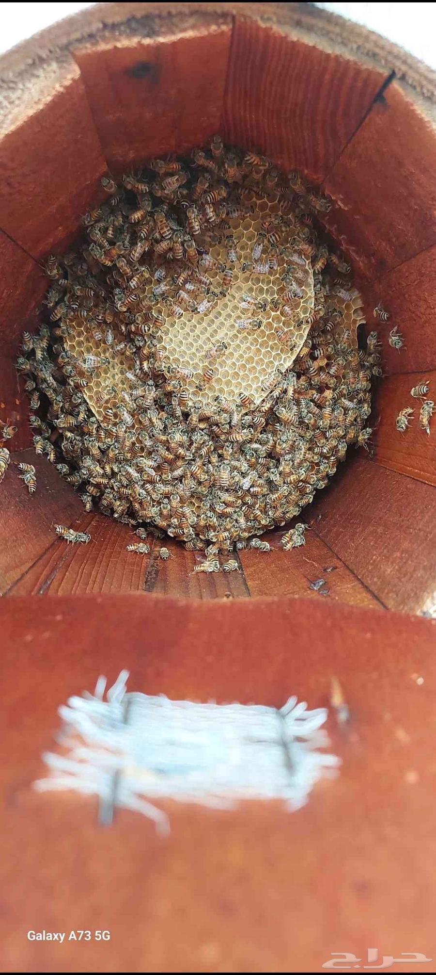 نحل بلدي للبيع64498550342018112