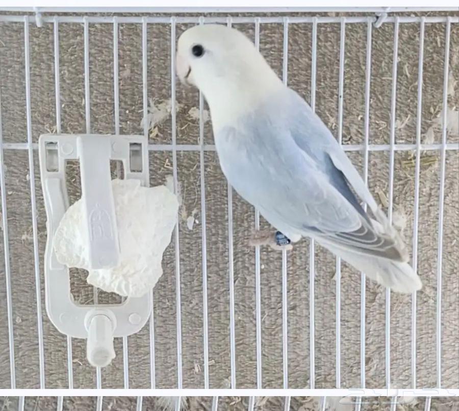 جوز روز للبيع64496296363649112