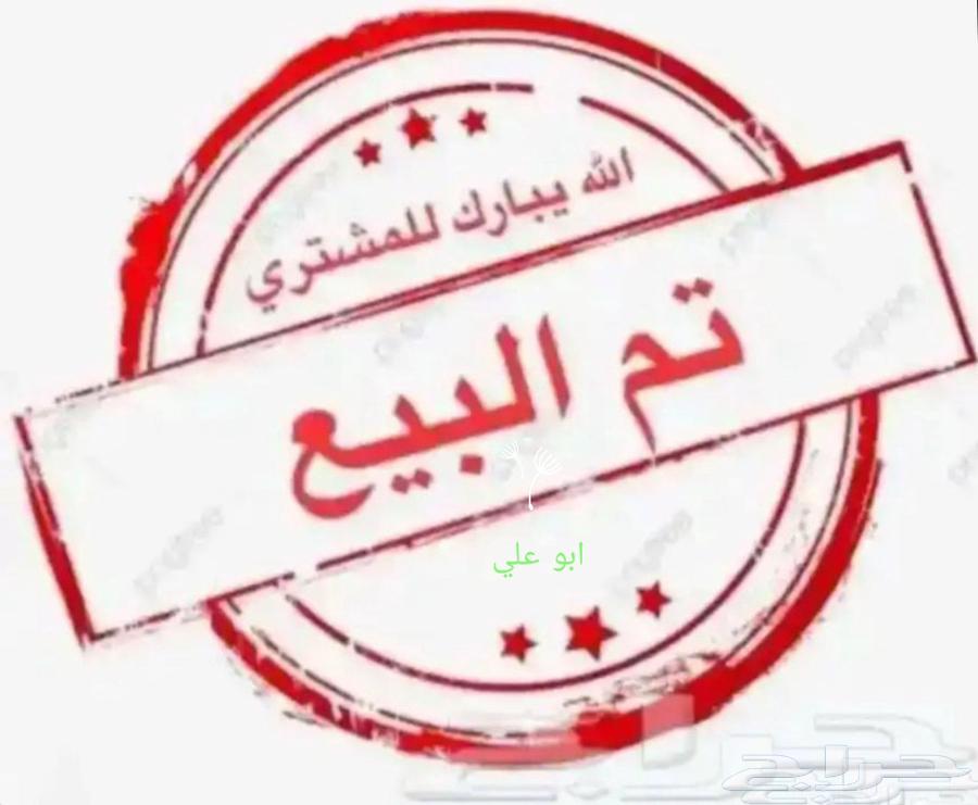 ذكر ايراني جزري غامق انباع64493518833025110